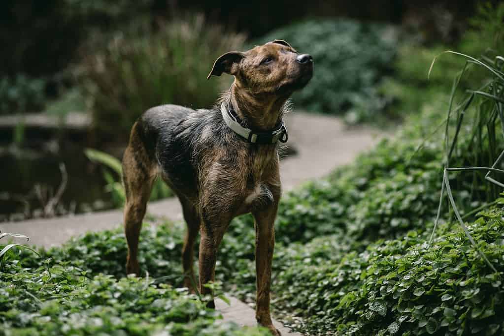 Friendly brindle dog exploring outdoor trail in lush greenery.