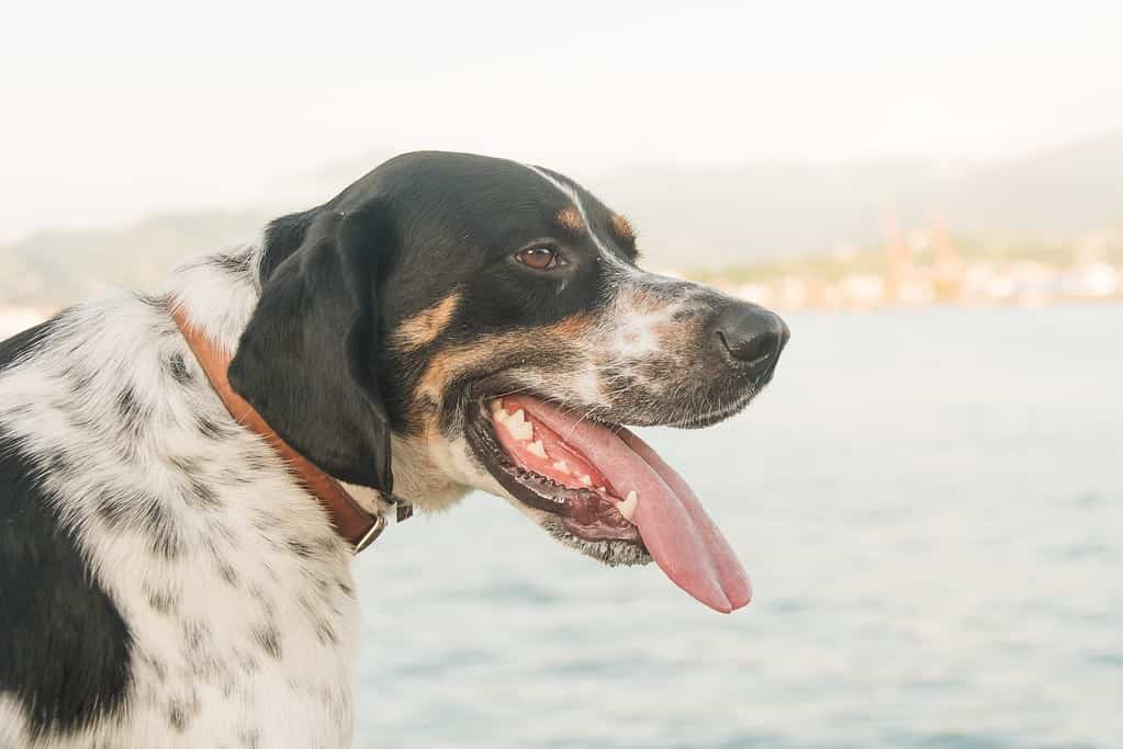 Fascinating Fact 1 About English Pointers