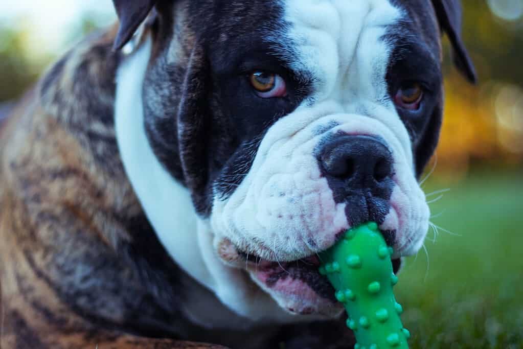Close-up of a bulldog with a green rubber chew toy in its mouth, outdoor setting with blurred background.