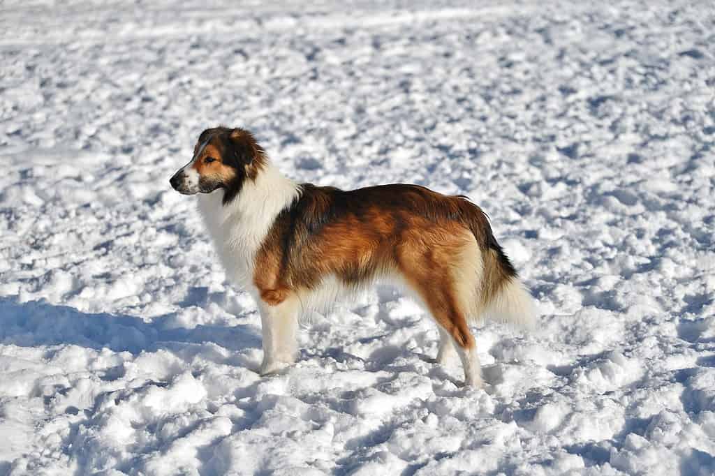 Dog in snow-covered field, Australian Shepherd breed, enjoying winter outdoor fun.