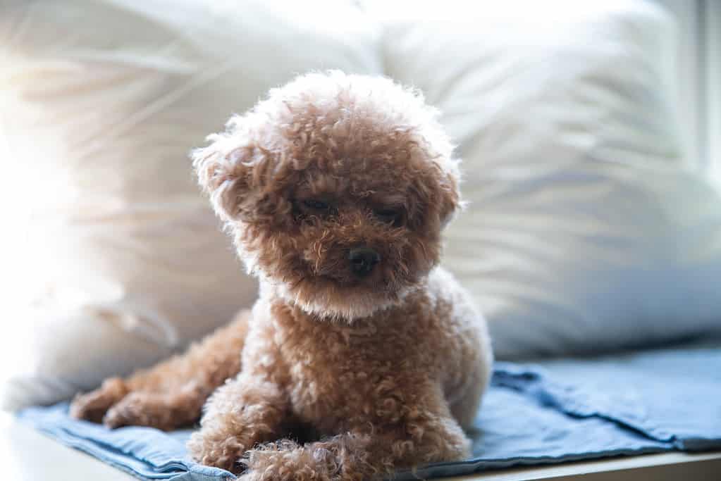Fascinating Fact 1 about Teacup Poodles