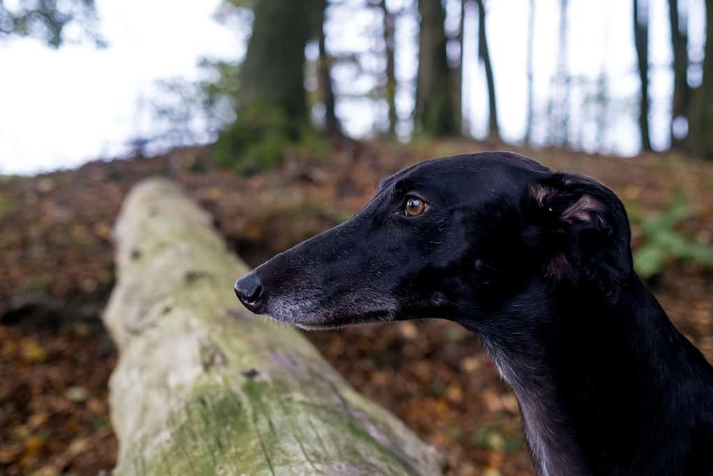 Dog on forest trail during walk in nature, exploring outdoors.