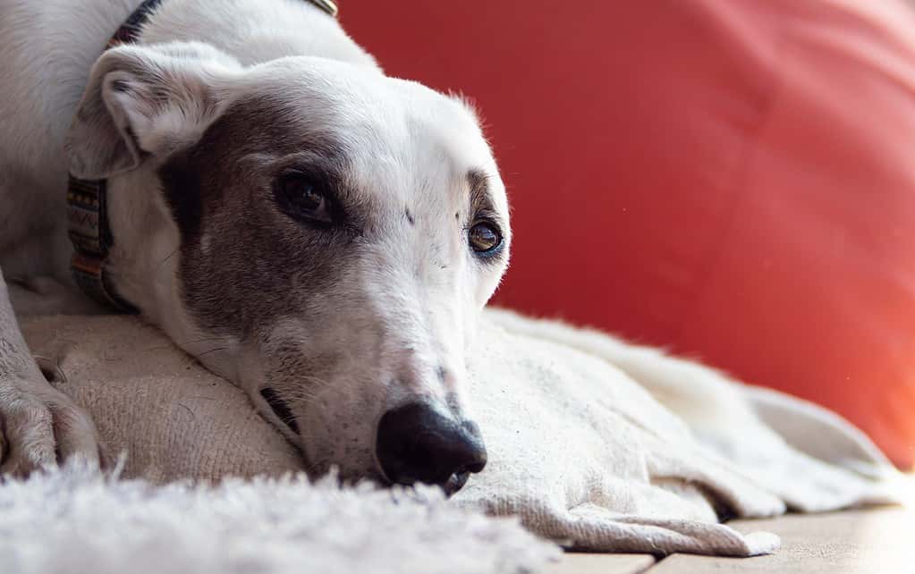 Adorable dog resting on cozy bed with calm expression.