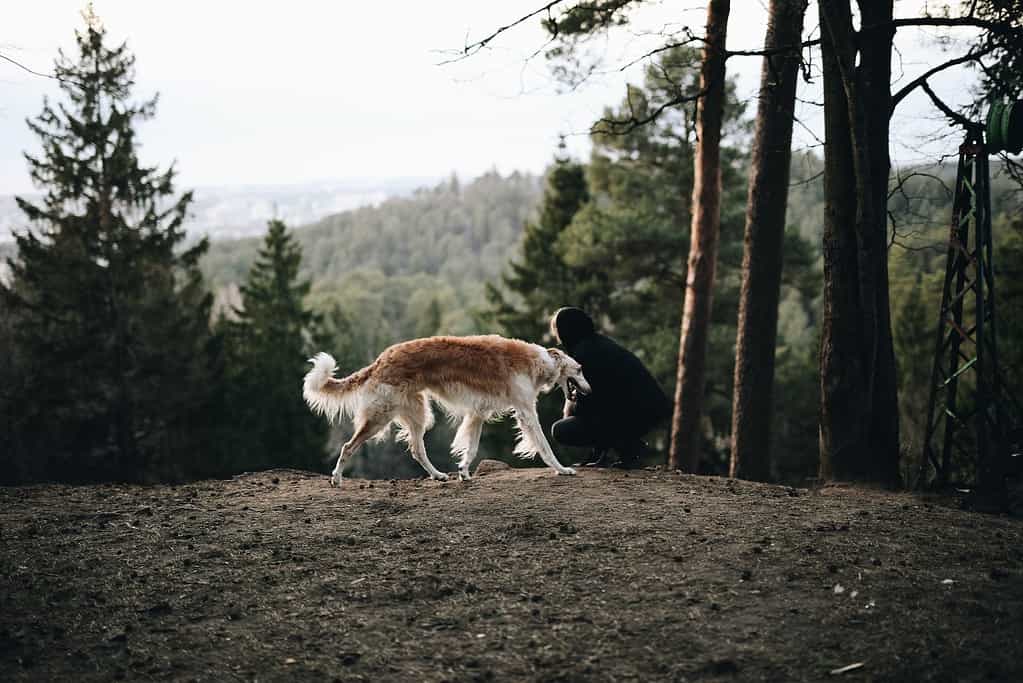 Image of a dog and a person interacting outdoors in a wooded setting, showcasing pet companionship and outdoor activity.