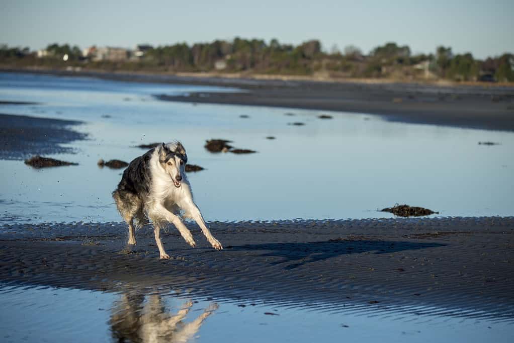 Beautiful dog frolicking in ocean water at the seaside.