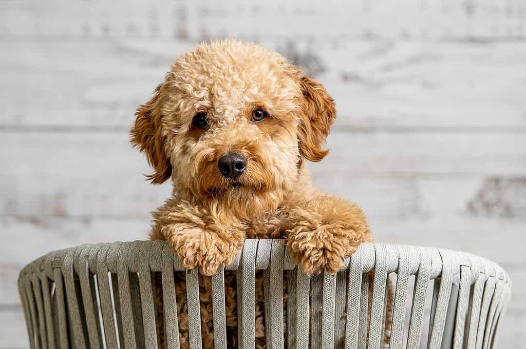 Feeding and Dietary Needs of Mini Goldendoodles