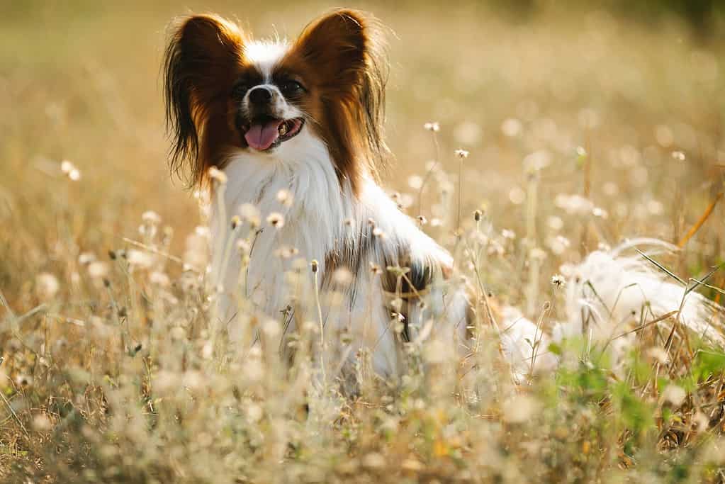 Adorable Papillon dog enjoying a sunny day in the wildflower meadow.