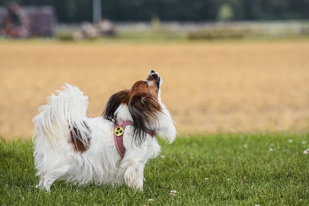 Friendly dog in a pink harness looking up in a park setting.