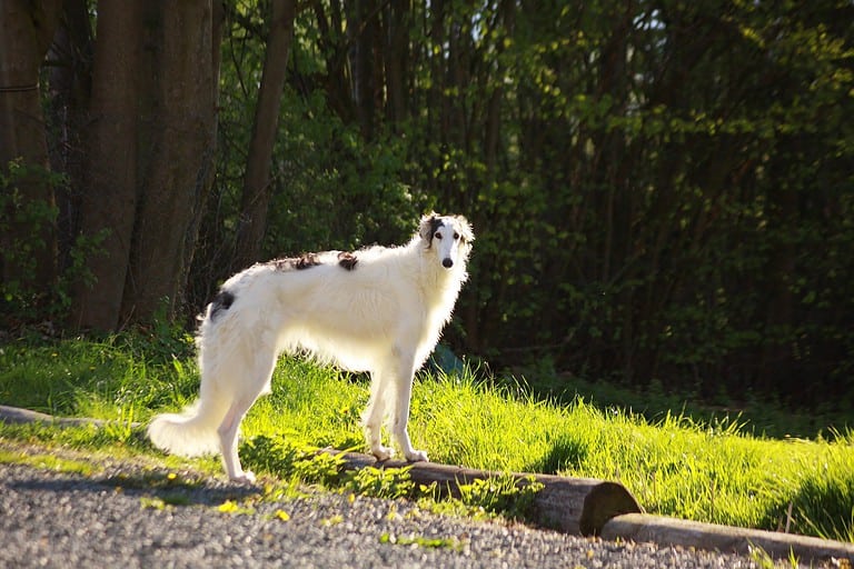 Beautiful Borzoi dog standing in lush green park during sunset.