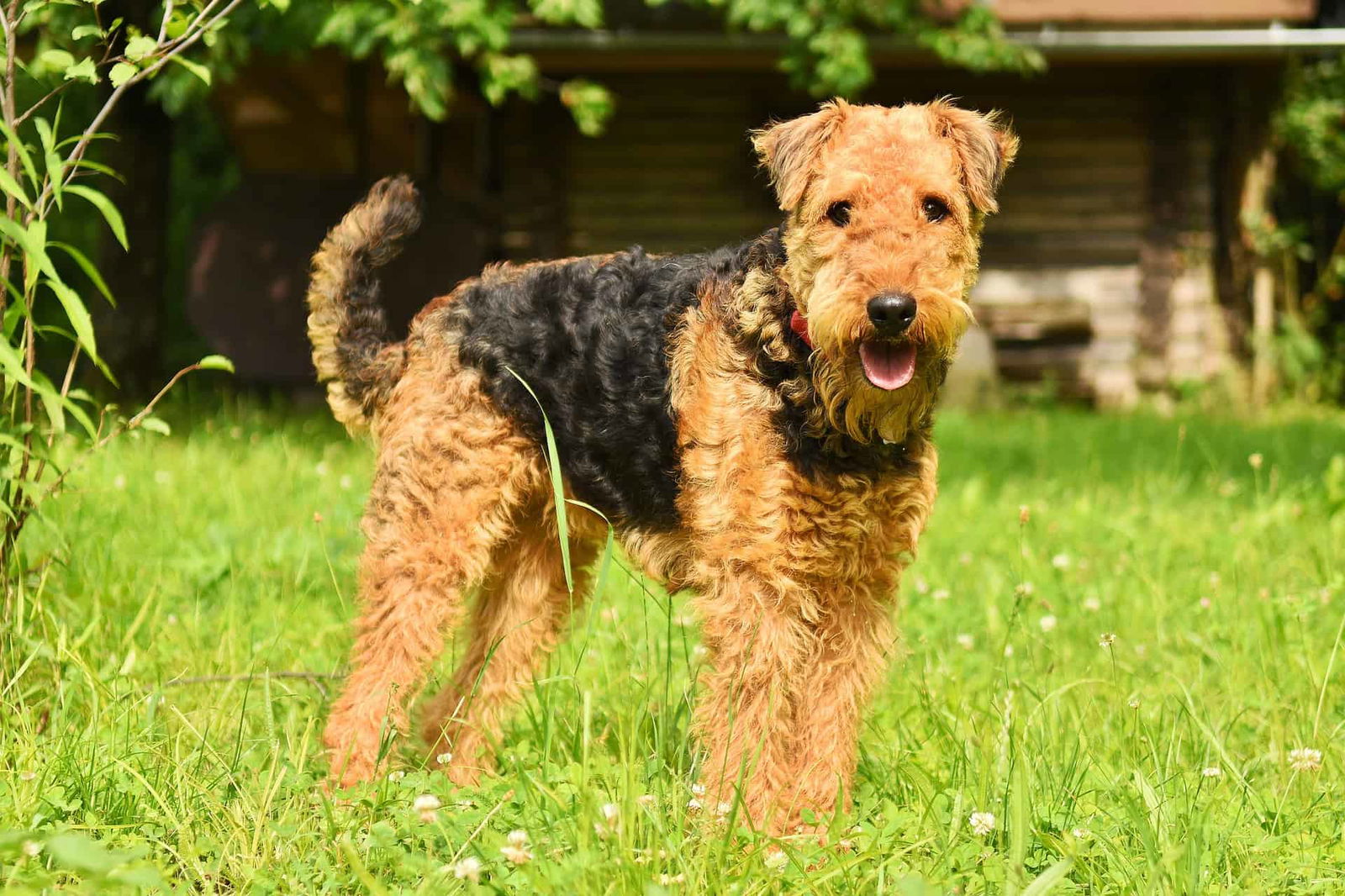 Adorable Airedale puppy enjoying playtime in a lush yard with greenery and a wooden house in the background.