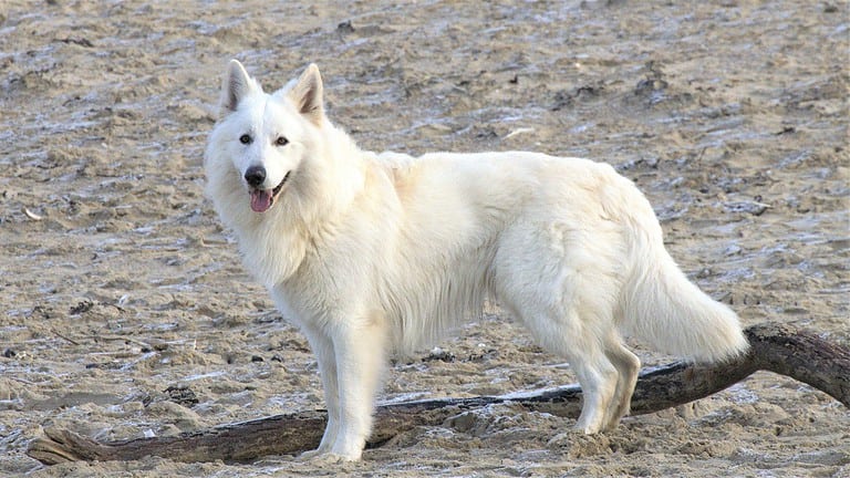 Playful white dog enjoying a day at the beach.