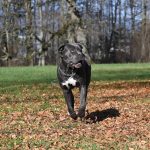 Dog agility and training at Dogfix.com for healthy dogs.