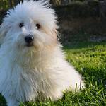 Adorable fluffy white dog sitting on lush green grass outdoors.