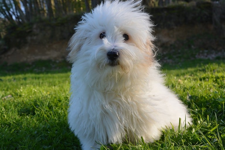 Adorable fluffy white dog sitting on lush green grass outdoors.