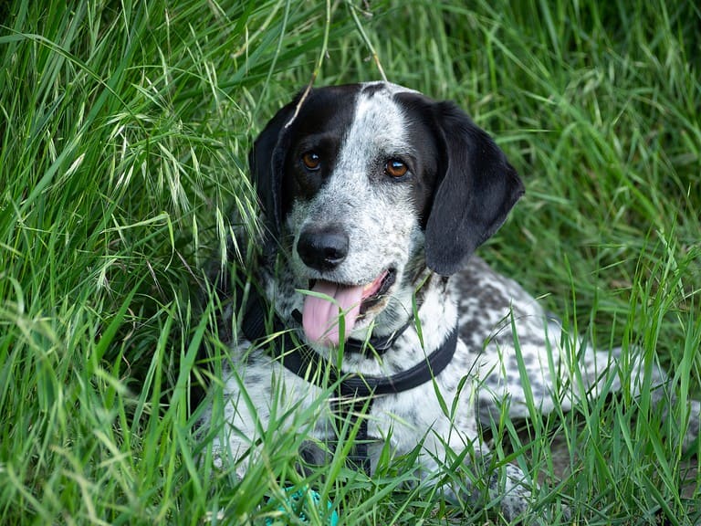 Adorable black and white spotted dog lying in lush green grass, enjoying nature.