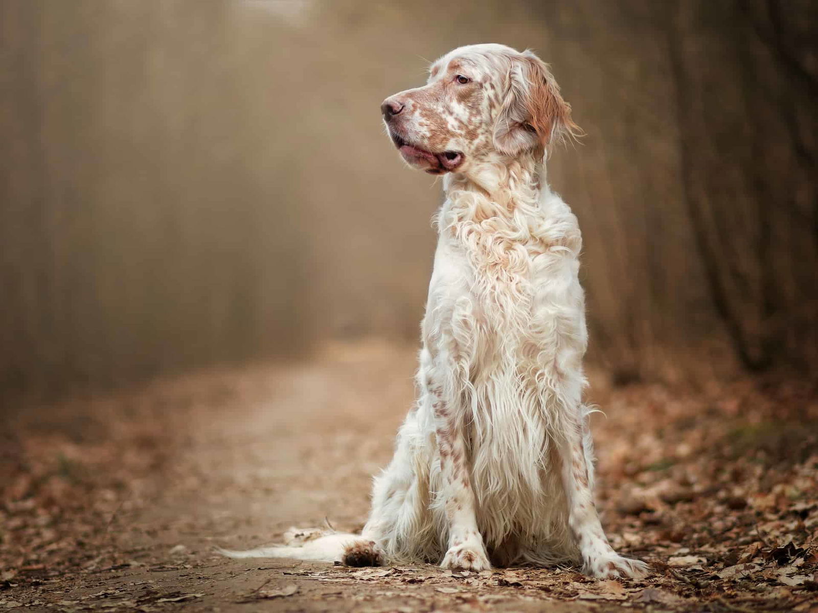 Adorable English Setter sitting on a forest trail, perfect for dog lovers and outdoor photography.