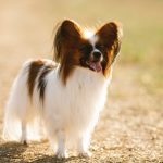 Adorable Papillon dog with large ears, happily exploring outdoors.