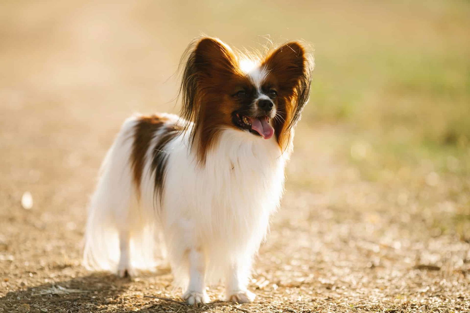 Adorable Papillon dog with large ears, happily exploring outdoors.