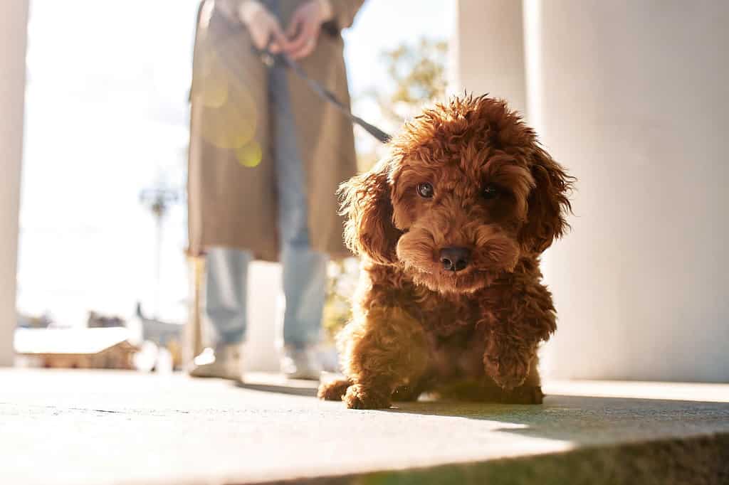 Grooming Essentials for Mini Goldendoodles