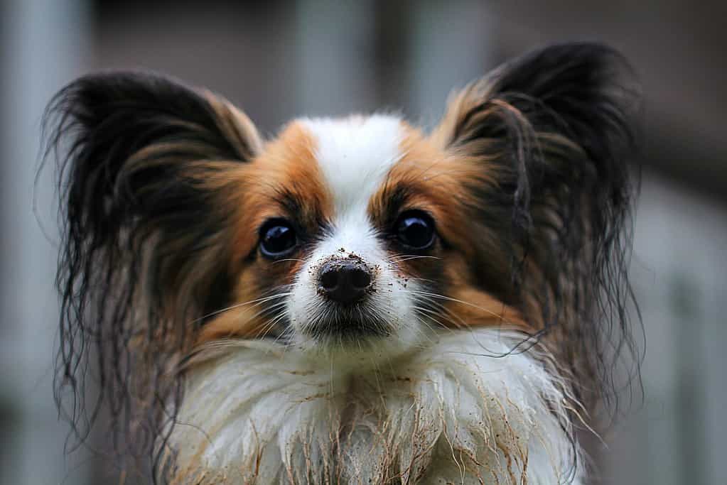 Close-up of a small dog with soapy fur and wet ears, ready for grooming and cleaning.