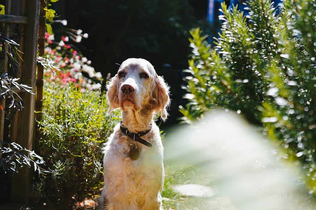 Grooming Your English Setter What You Need to Know