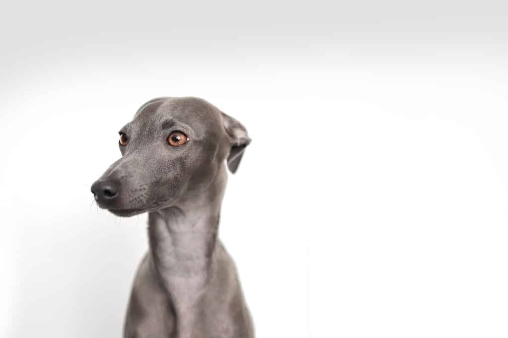 A sleek greyhound dog with smooth coat and attentive expression, perfect for pet care and adoption websites.