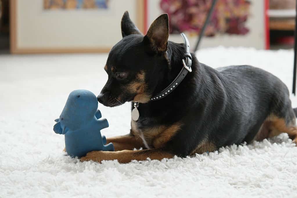 Dog playing with a blue chew toy on a soft white rug.