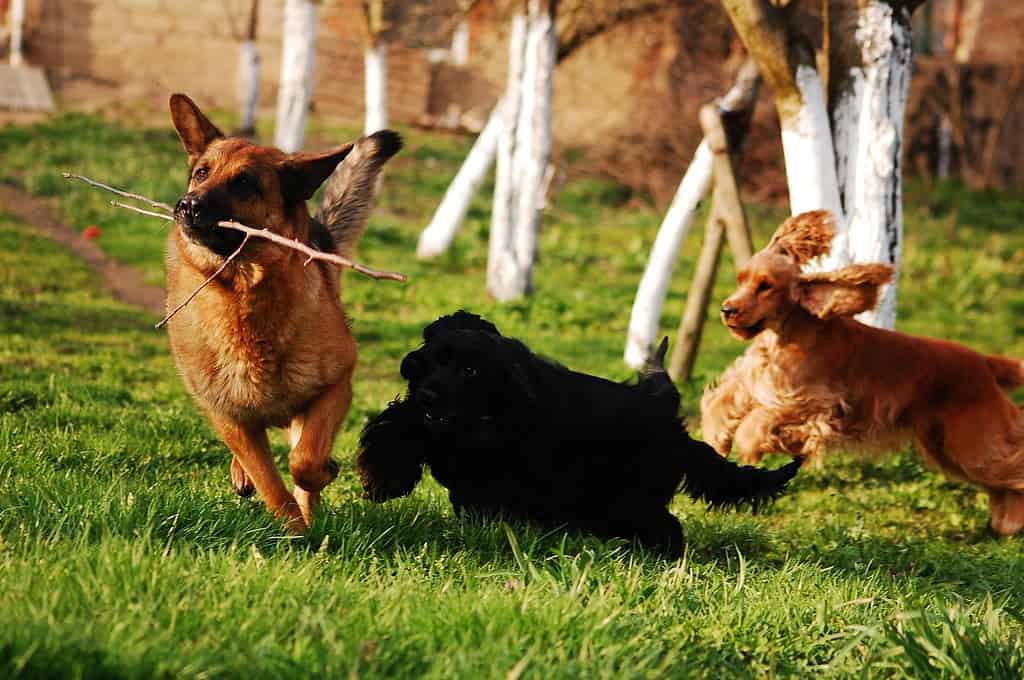 How Do English Cocker Spaniels Interact with Other Household Pets