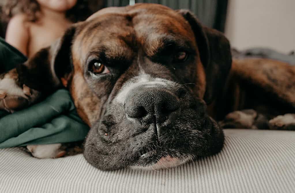 Close-up of a relaxed, sleepy brindle Mastiff dog lying on a soft surface, showing contentment and peaceful rest.