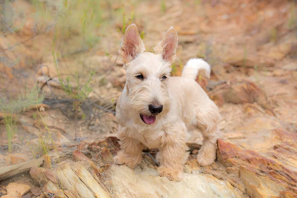 Cute dog running in natural environment, young puppy exploring nature with curiosity.