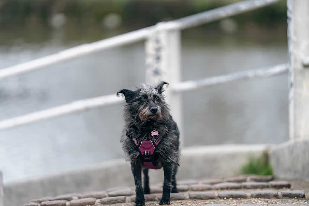 Important Information for Affenpinscher Owners