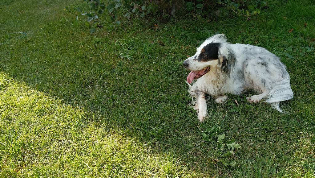 Important Information for English Setter Owners