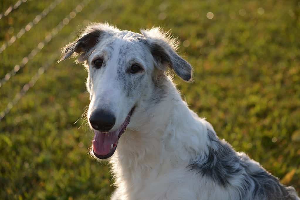 Important Insights into Borzoi Ownership