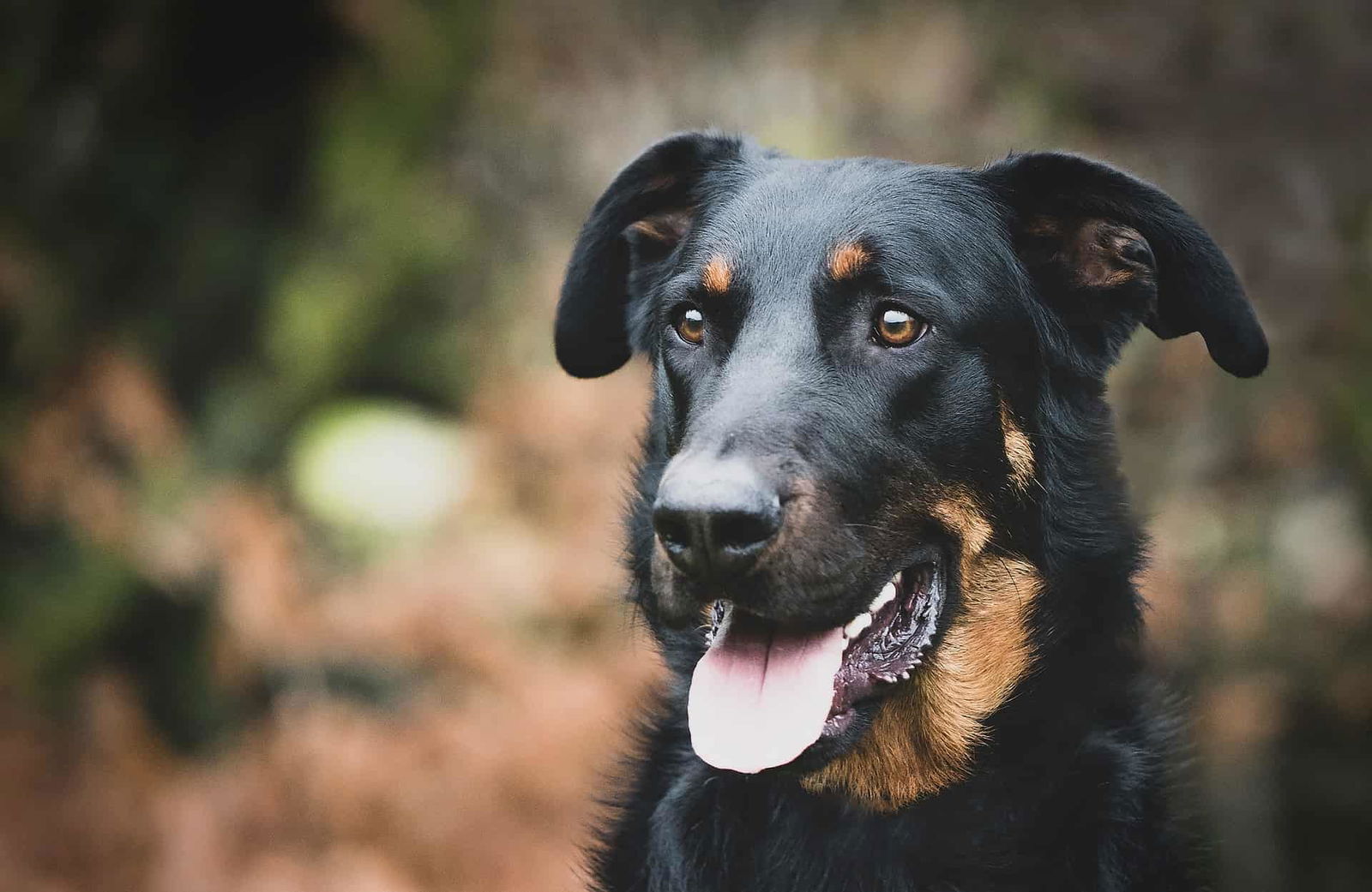 Adorable black and tan dog outdoors, showcasing the importance of proper grooming and health care.