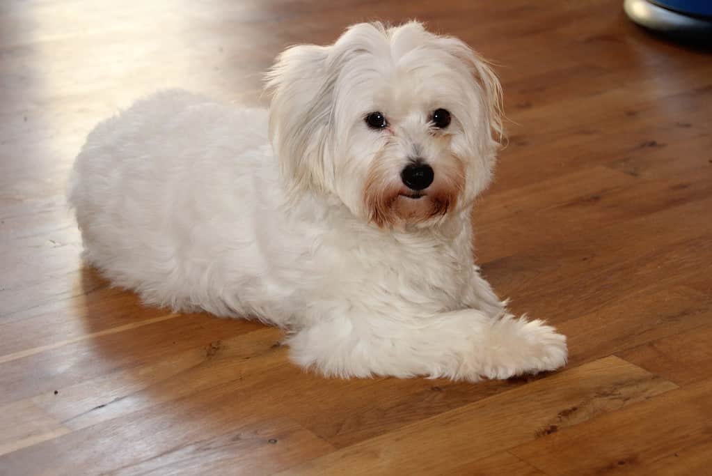 Interesting Fact #2 about the Coton de Tulear Breed