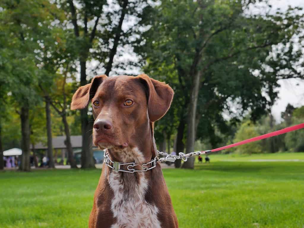 Intriguing Fact 2 About English Pointers