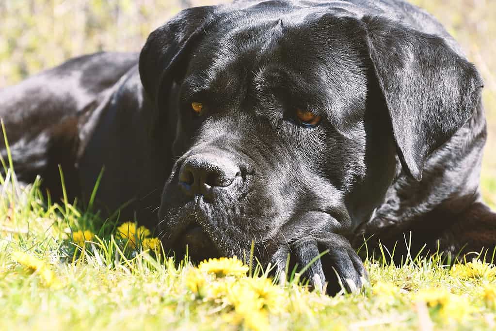 Close-up of a black dog lying on green grass with dandelions, enjoying a peaceful moment outdoors.