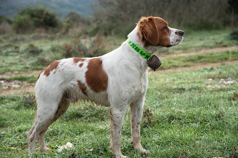 Dog outdoors in a grassy field wearing a green collar with a bell, alert and attentive.