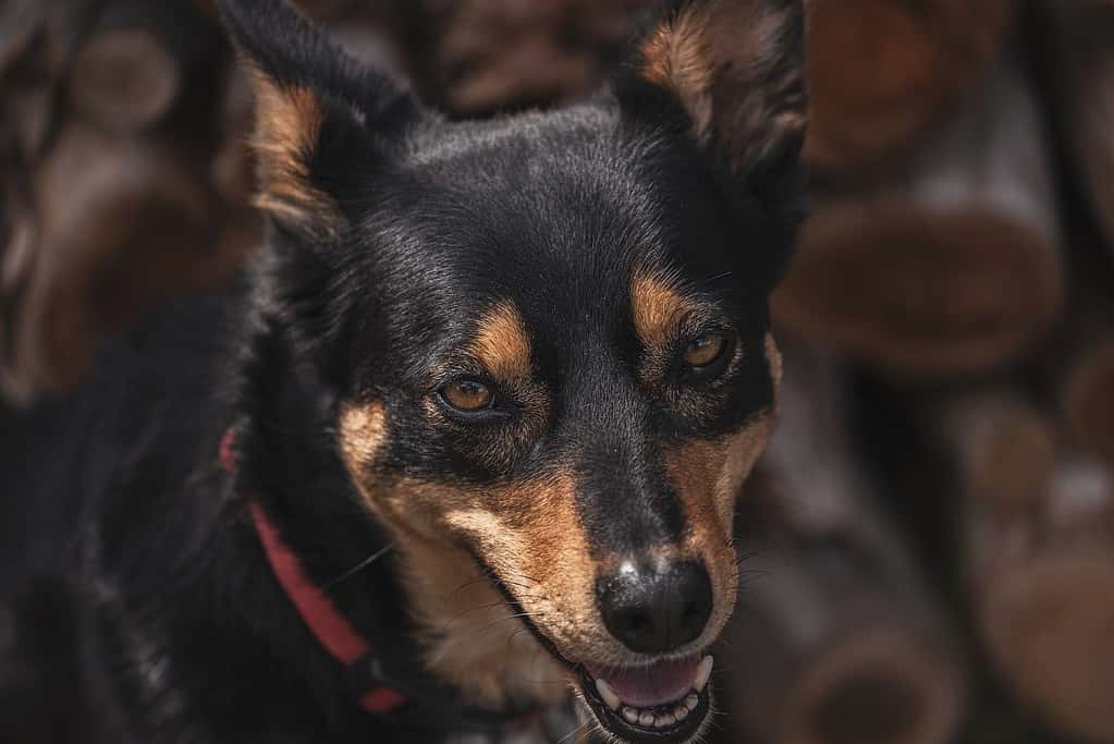 Keeping Your Australian Kelpie Fit Activity Needs