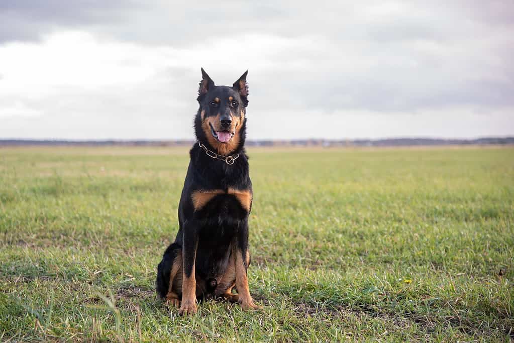 Keeping Your Beauceron Active Exercise Requirements