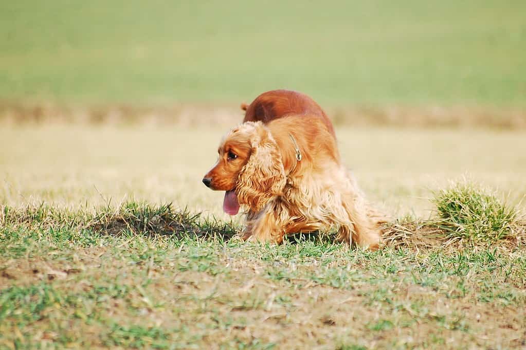 Keeping Your English Cocker Spaniel Active Exercise Needs