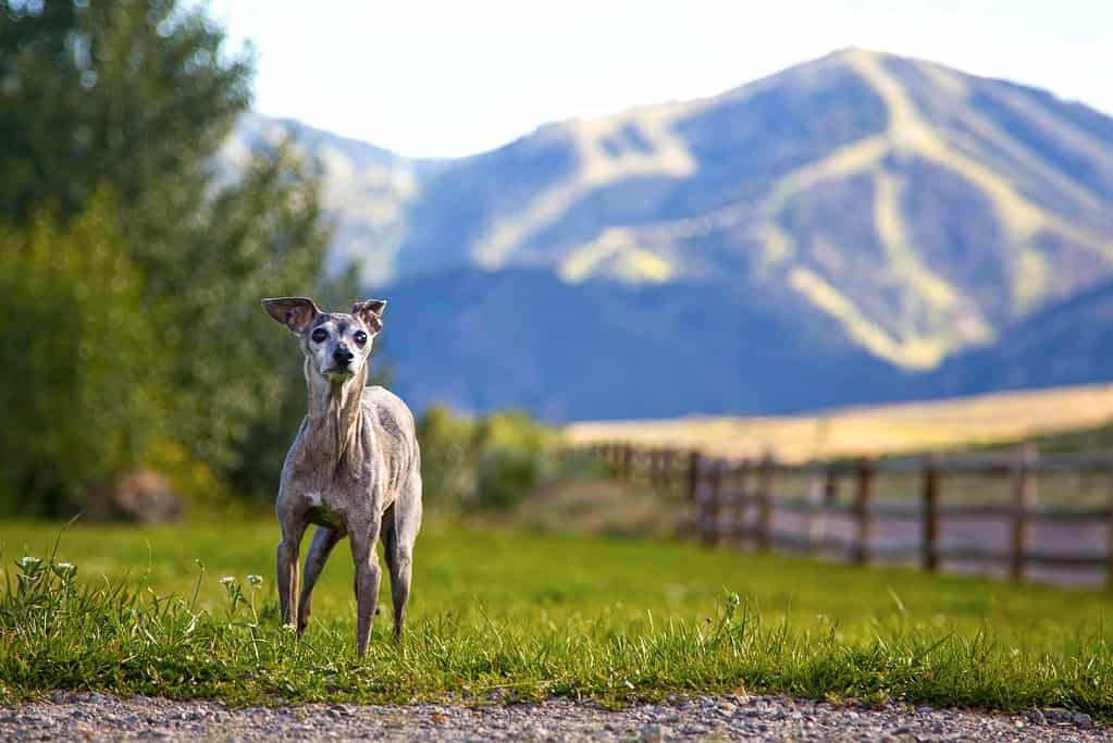 Dog standing outdoors with mountain scenery, perfect for dog care and outdoor adventures.