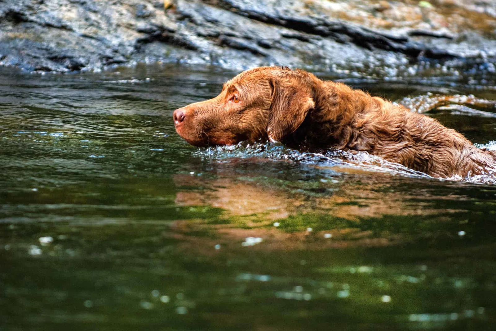 Dog swimming in river, retriever dog enjoying outdoor water activity, pet staying active with aquatic exercise.