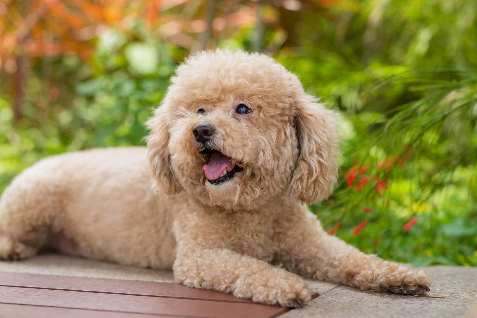 Adorable poodle lying on a wooden deck in a garden, lush greenery in the background.