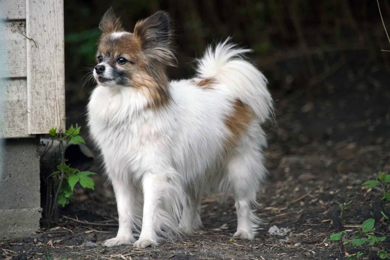 Adorable Papillon standing outdoors, showcasing fluffy white and brown coat, in natural setting.