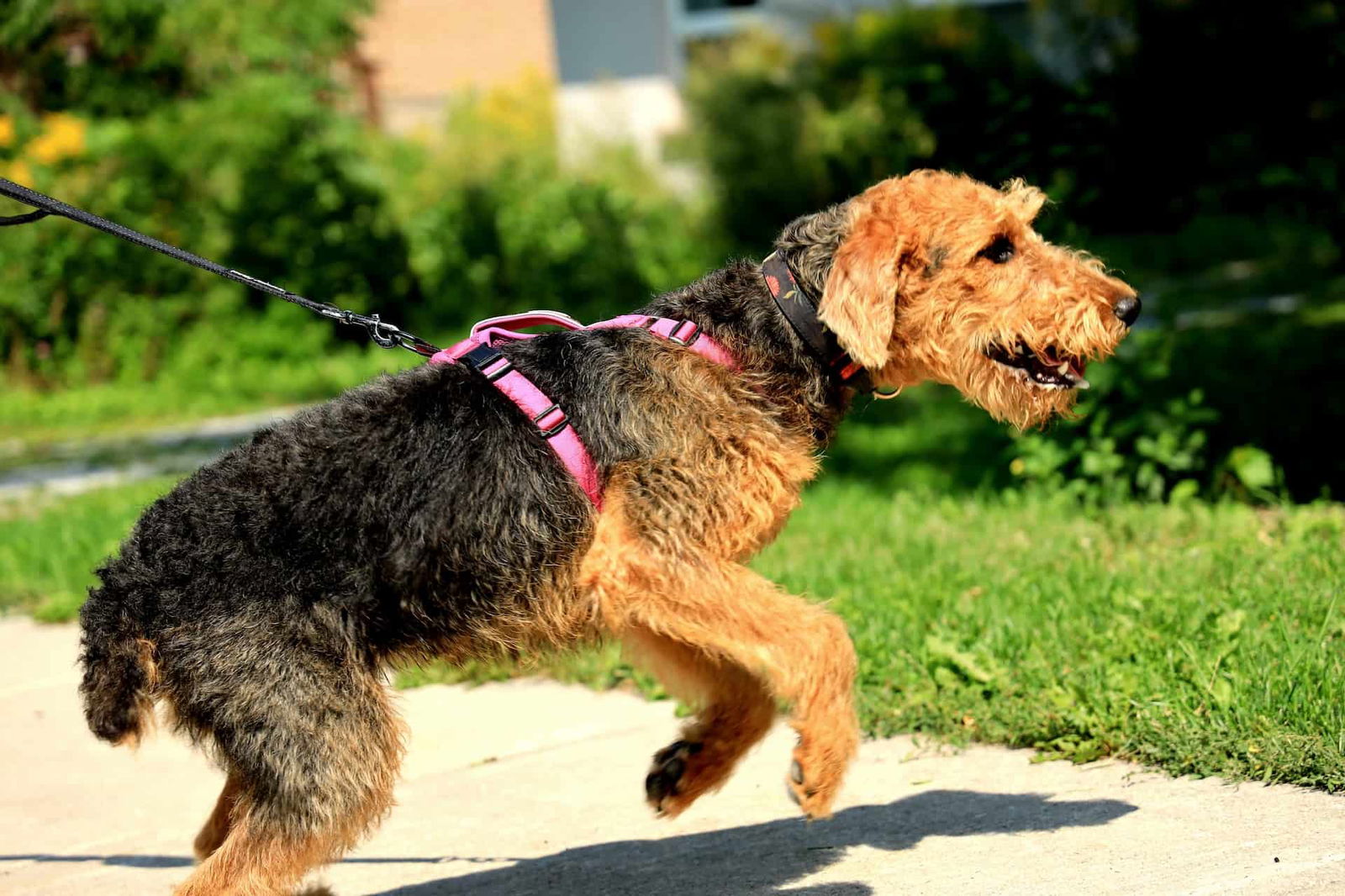 A happy Airedale terrier dog on a pink leash enjoying a walk in the park on a sunny day.