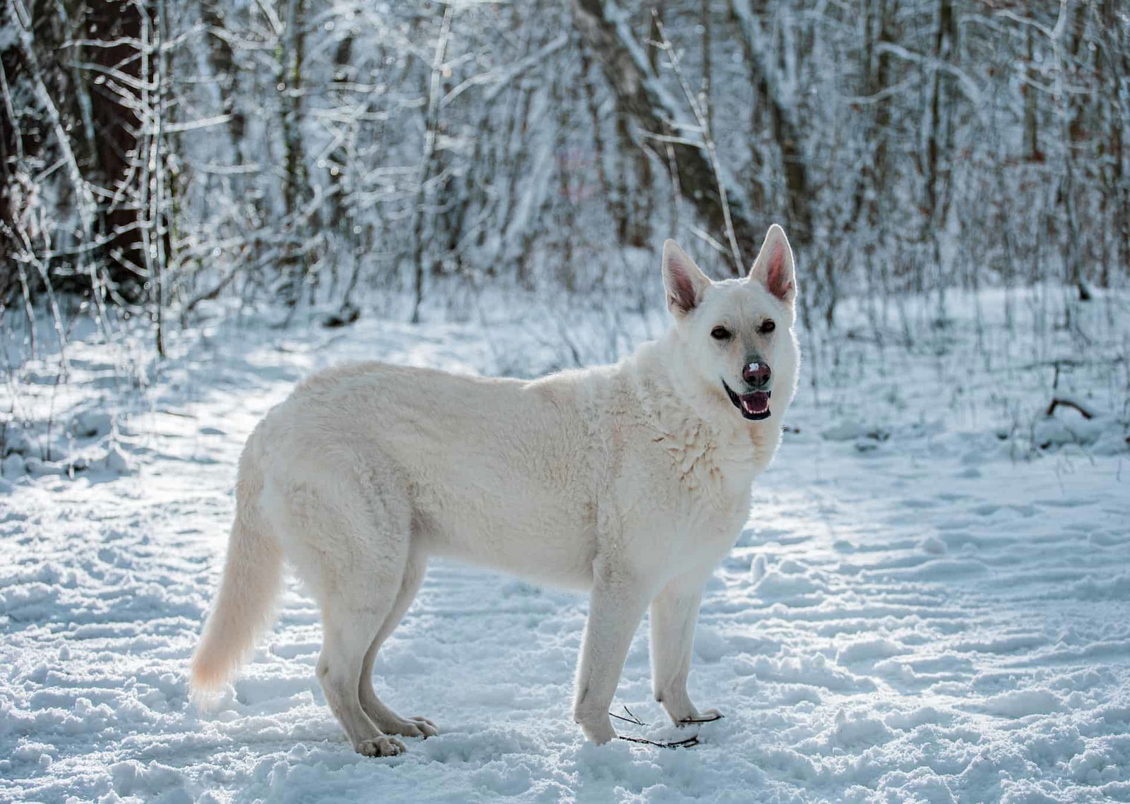 Dog in snowy forest during winter with snow-covered trees and ground.