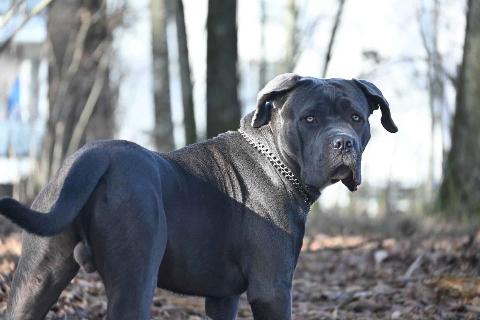 Adorable Pitbull mix dog outdoors in forest, showing loyalty and strength.