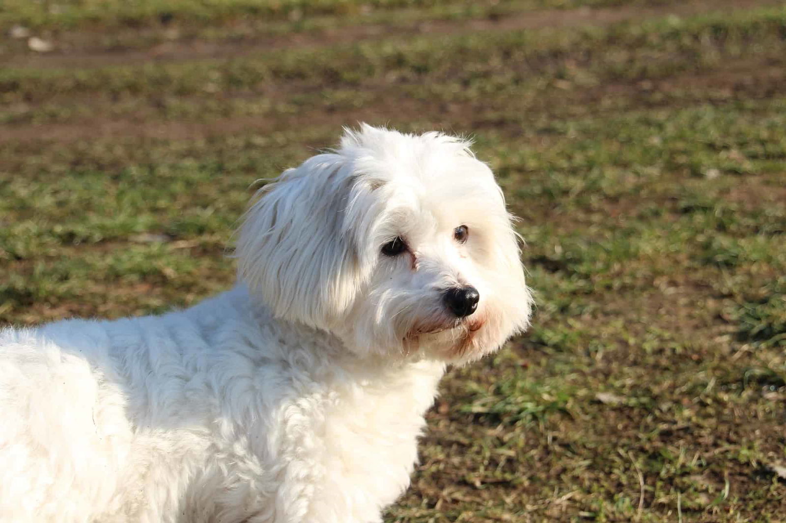 Adorable fluffy white dog outdoors, enjoying the sunshine, perfect for pet care and dog grooming insights.