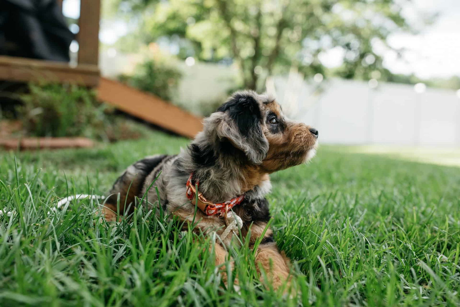 Cute puppy lying on lush green grass outdoors.